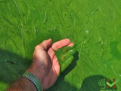 Hướng dẫn cách diệt rêu, tảo xanh cho hồ cá koi