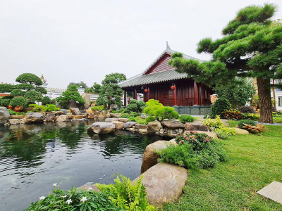 Tùng la hán - vẻ đẹp đặc trưng của sân vườn Nhật Bản tươi xanh