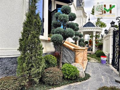 Thi công sân vườn biệt thự – lối đi đá tự nhiên, thông bonsai và tiểu cảnh xanh mát