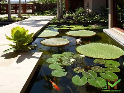 Mẫu hồ Koi hoàn hảo cho khu vườn nhà bạn