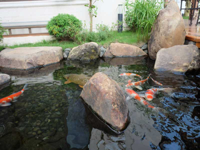 Vườn Nhật hút mắt trong biệt thự hiện đại