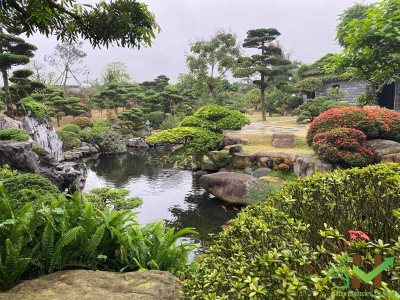 Sân vườn đẹp kết hợp hồ Koi vô cùng đẳng cấp