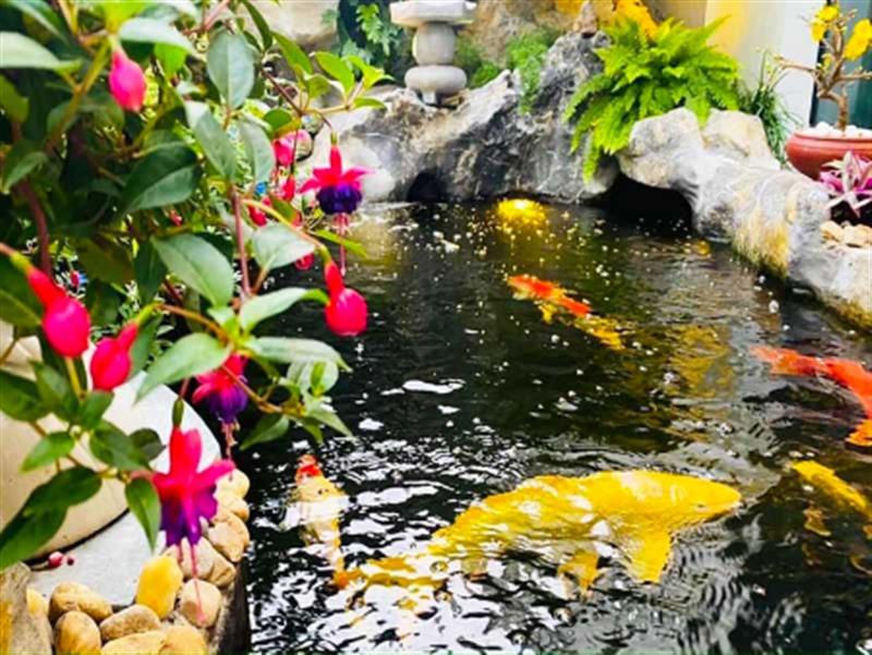 Hồ cá Koi - Nghệ thuật nước cho không gian sân vườn Nhật Bản