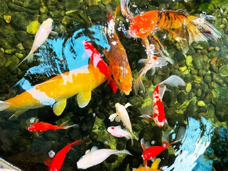 Sơn Kim Việt Nam kiến tạo hồ Koi Nhật Bản chuẩn kỹ thuật | Cá khỏe - Vườn xinh - Không gian đẳng cấp