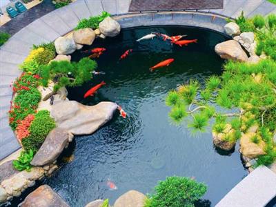 Tạo hình nghệ thuật cho sân vườn Nhật Bản với hồ cá Koi hình tròn đẹp ấn tượng