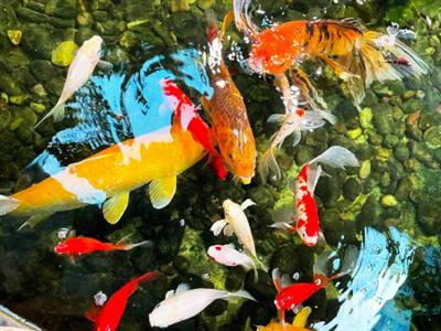 Sơn Kim Việt Nam kiến tạo hồ Koi Nhật Bản chuẩn kỹ thuật | Cá khỏe - Vườn xinh - Không gian đẳng cấp