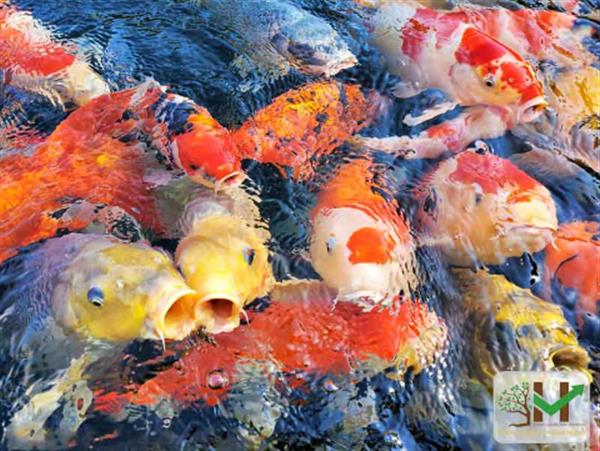 Cá Koi